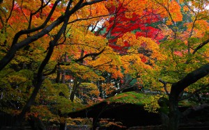 高桐院唐門屋根と紅葉1440×900