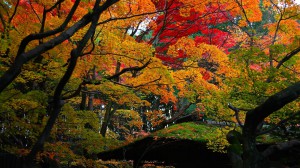 高桐院唐門屋根と紅葉1600×900