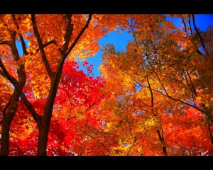 青空に映える山荘庭園の紅葉1280×1024