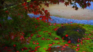 庭園の苔と紅葉1600×900