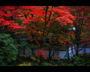 西明寺蓬莱庭の紅葉1280×1024
