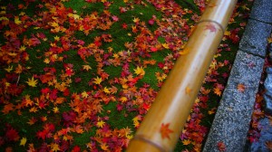 高桐院苔の上の散り紅葉1600×900