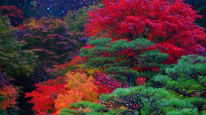 百済寺庭園本坊の紅葉1600×900