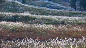 縞模様になっているすすきの草原1600×900