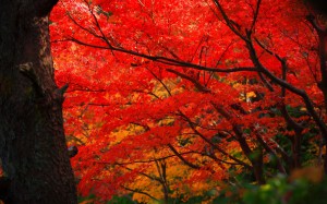 山荘庭園の真っ赤なもみじ1920×1200