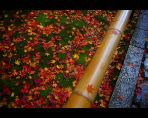 高桐院苔の上の散り紅葉1280×1024