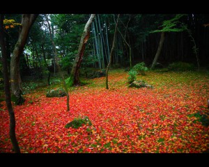 高桐院散り紅葉の真っ赤な絨毯1280×1024