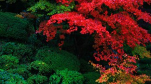 明寿院庭園江戸初期の紅葉1366×768