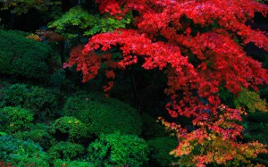 明寿院庭園江戸初期の紅葉1680×1050