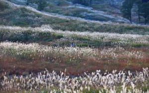 縞模様になっているすすきの草原1920×1200