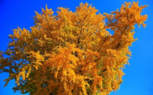 紅葉している銀杏の木1440×900