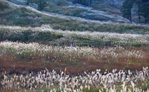 縞模様になっているすすきの草原1680×1050