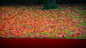 高桐院前庭の有名な散り紅葉1600×900