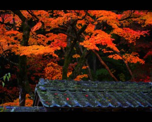 明寿院庭園入口の屋根と紅葉1280×1024