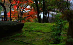 西明寺庭園とコケの緑1440×900