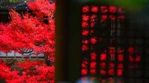 茶室の近くにあるドウダンツツジの紅葉1600×900