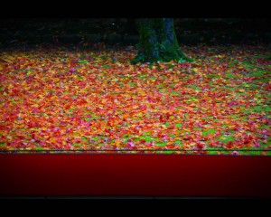 高桐院前庭の有名な散り紅葉1280×1024