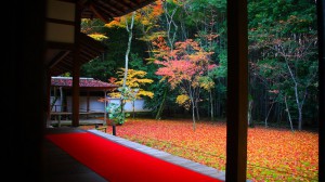 高桐院本堂前庭の散り紅葉1600×900