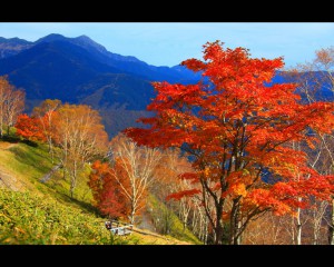 しらびそ高原の鮮烈な紅葉1280×1024