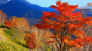 しらびそ高原の鮮烈な紅葉1366×768