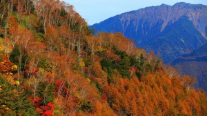 カラマツ林の紅葉と南アルプスの山々1366×768