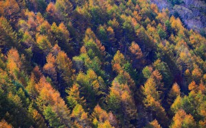 紅葉し始めたカラマツ林1440×900