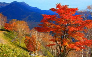 しらびそ高原の鮮烈な紅葉1440×900