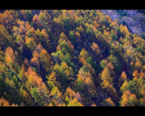 紅葉し始めたカラマツ林1280×1024