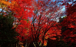 鶏足寺参道上の美しい紅葉1280×800