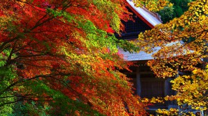 石道寺と色鮮やかな紅葉1920×1080