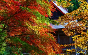 石道寺と色鮮やかな紅葉1440×900
