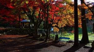 鶏足寺の紅葉と差し込む朝の光1366×768