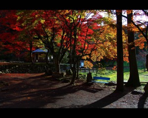 鶏足寺の紅葉と差し込む朝の光1280×1024