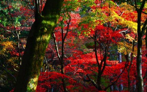 鶏足寺苔むした木と紅葉1920×1200