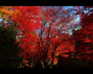 鶏足寺参道上の美しい紅葉1280×1024