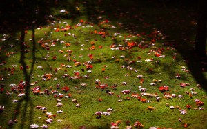 茶室滴水庵前庭の散り紅葉1680×1050