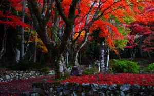 鶏足寺の紅葉1440×900