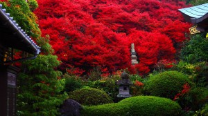 永昌寺の真っ赤なドウダンツツジ1600×900