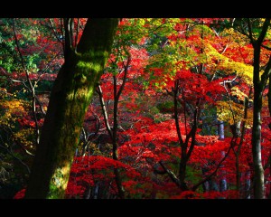 鶏足寺苔むした木と紅葉1280×1024