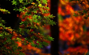 石道寺近くの紅葉背景に緑色のもみじ1920×1200
