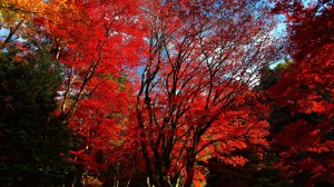 鶏足寺参道上の美しい紅葉1366×768