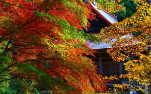 石道寺と色鮮やかな紅葉1680×1050