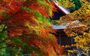 石道寺と色鮮やかな紅葉1920×1200