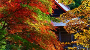 石道寺と色鮮やかな紅葉1366×768