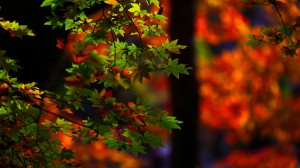 石道寺近くの紅葉背景に緑色のもみじ1366×768