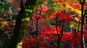 鶏足寺苔むした木と紅葉1600×900
