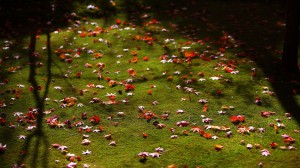 茶室滴水庵前庭の散り紅葉1366×768