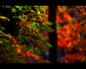 石道寺近くの紅葉背景に緑色のもみじ1280×1024