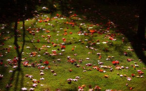 茶室滴水庵前庭の散り紅葉1920×1200