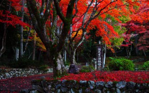 鶏足寺の紅葉1680×1050